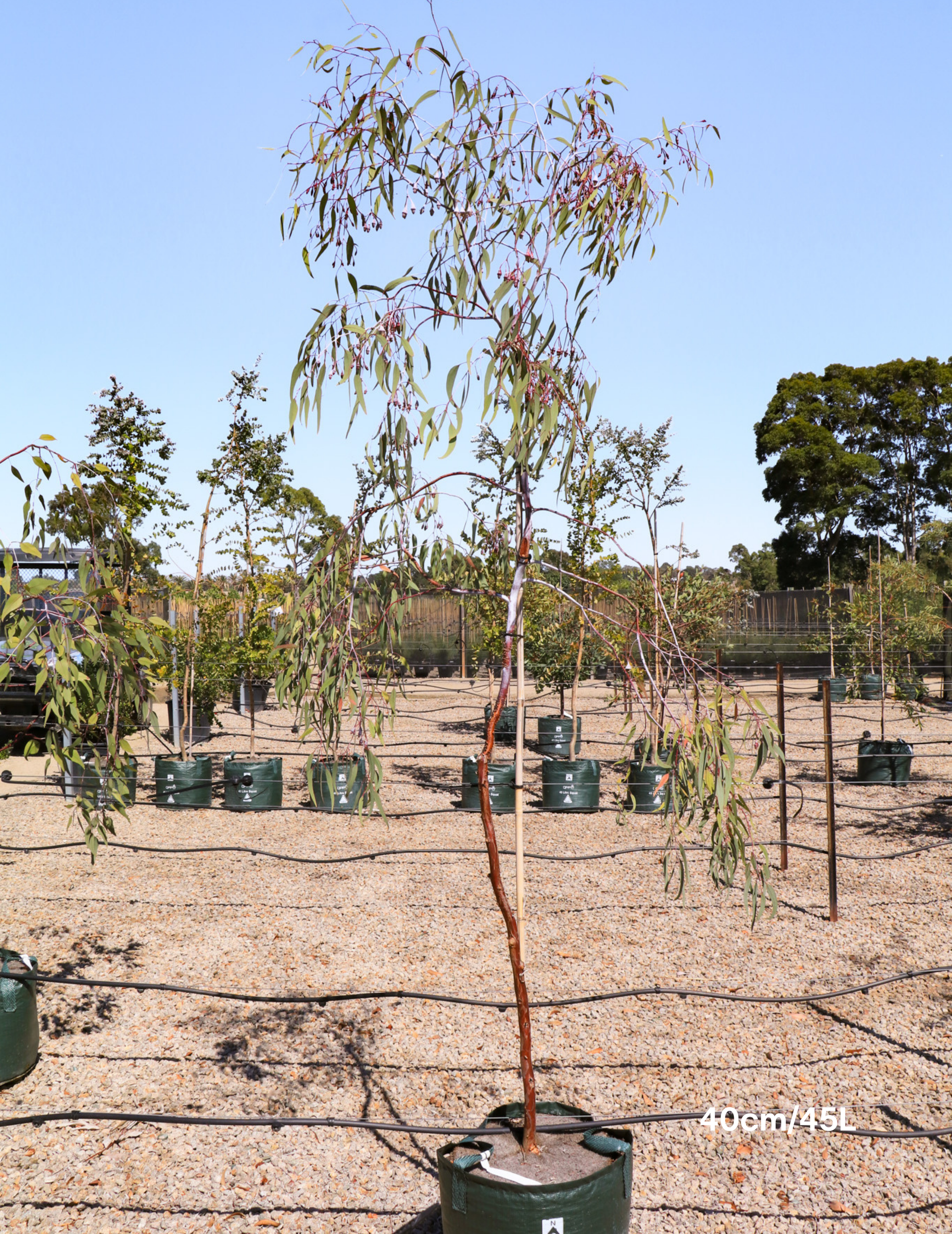 Eucalyptus caesia 'Silver Princess' - Silver Princess Gum - Evergreen Trees Direct
