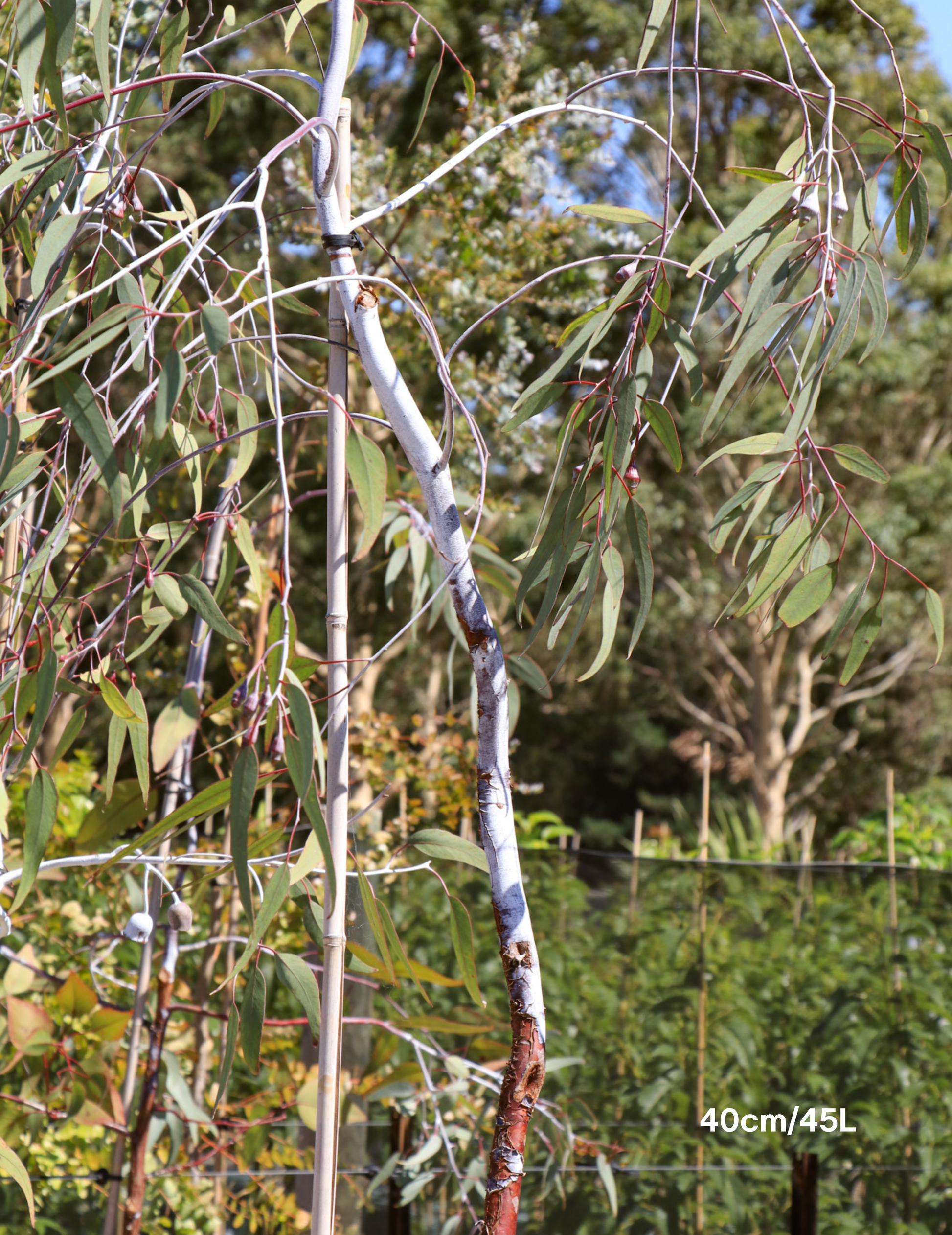 Eucalyptus caesia 'Silver Princess' - Silver Princess Gum - Evergreen Trees Direct