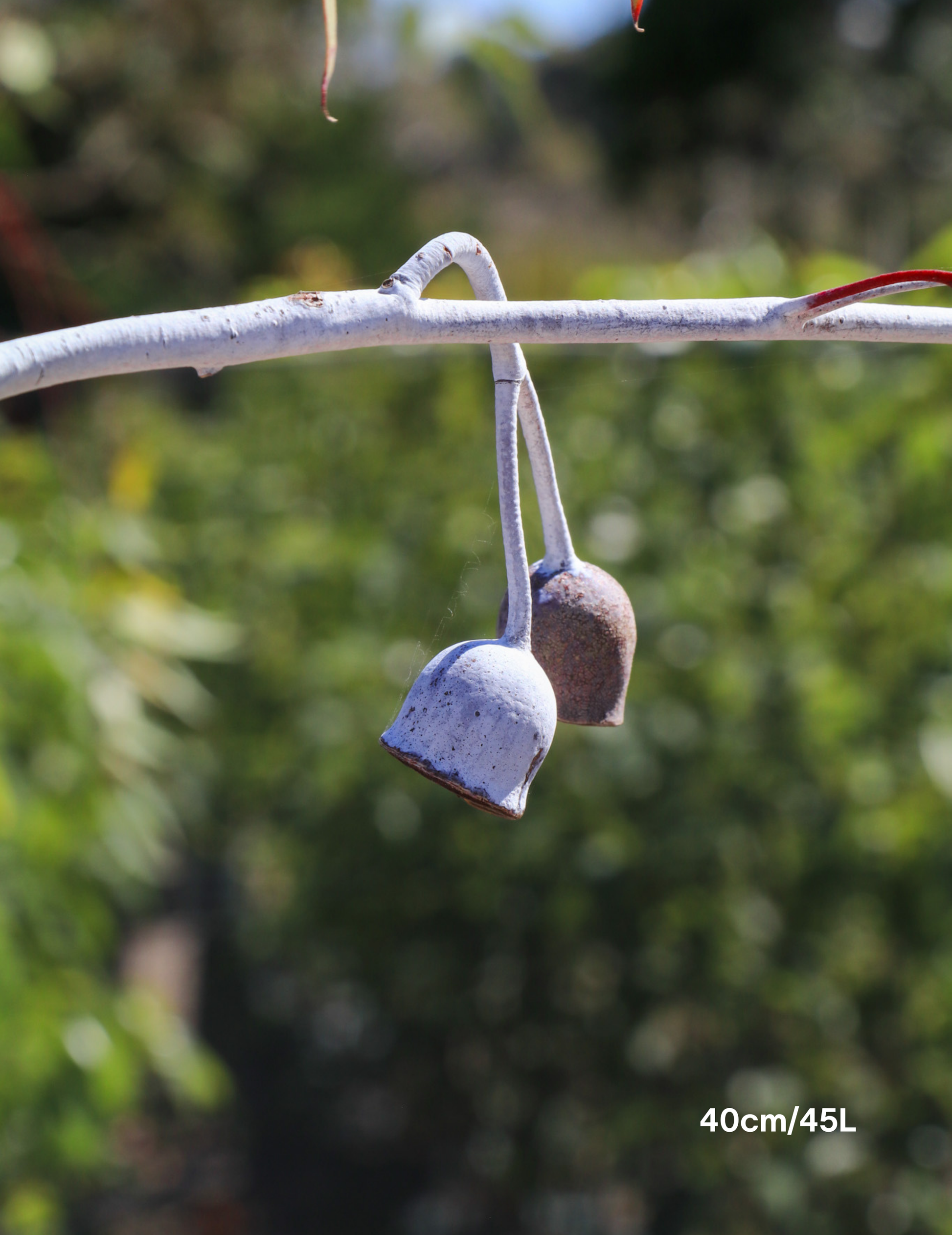 Eucalyptus caesia 'Silver Princess' - Silver Princess Gum - Evergreen Trees Direct