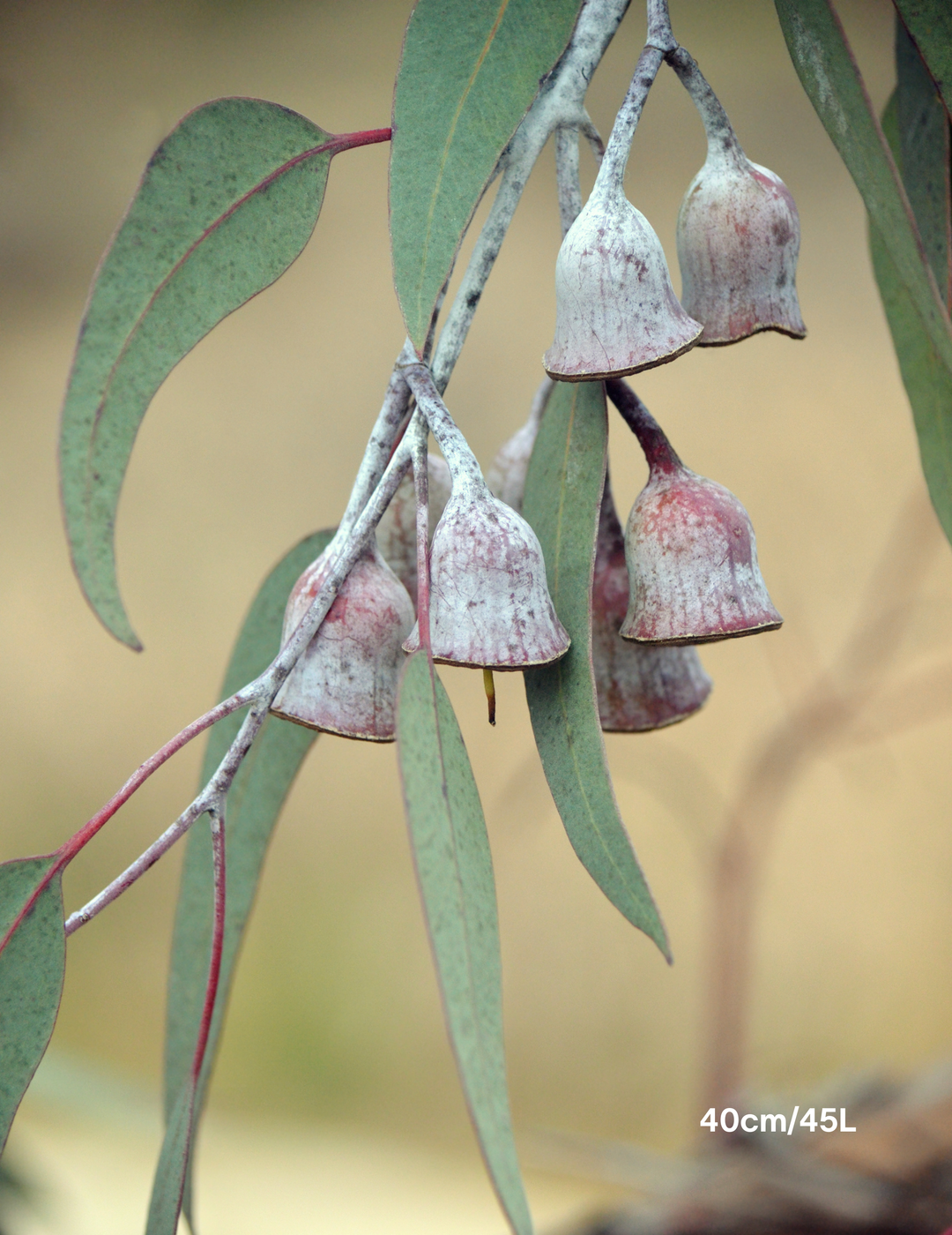 Eucalyptus caesia 'Silver Princess'