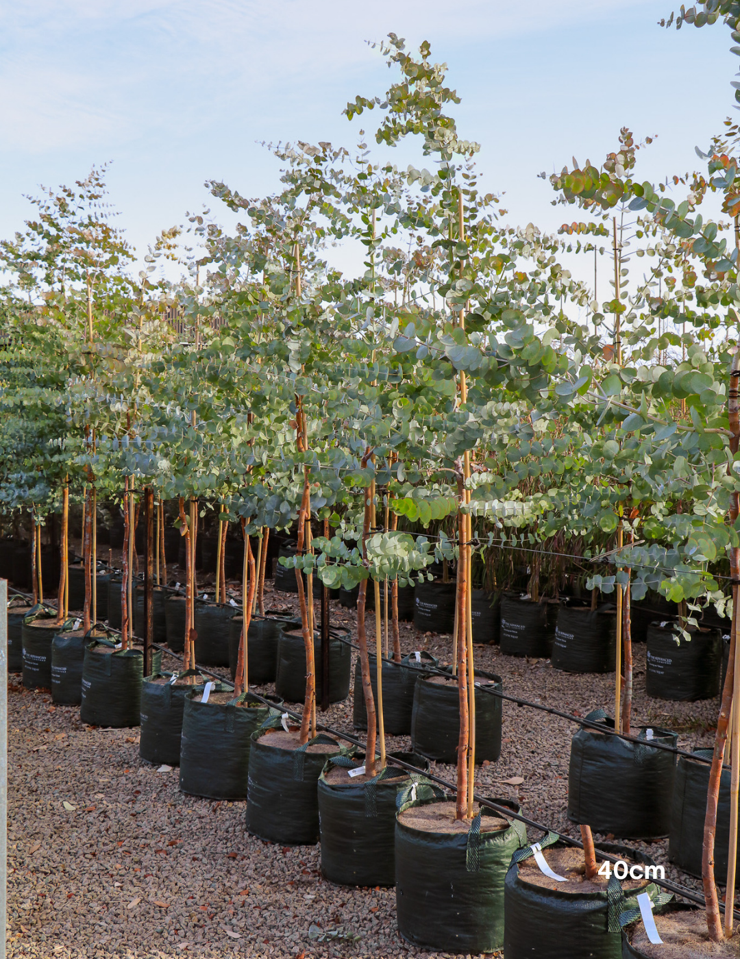 Eucalyptus cinerea – Silver Dollar Gum - Evergreen Trees Direct