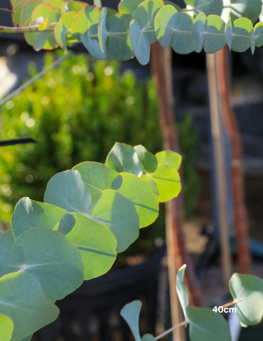 Eucalyptus cinerea – Silver Dollar Gum