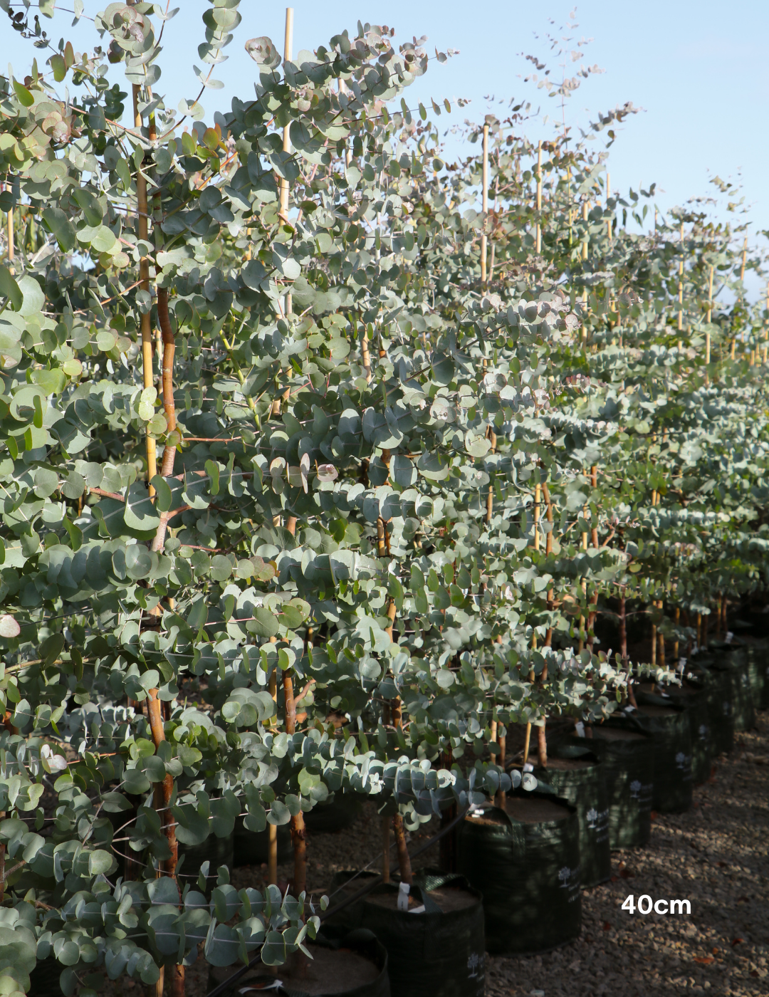 Eucalyptus cinerea – Silver Dollar Gum