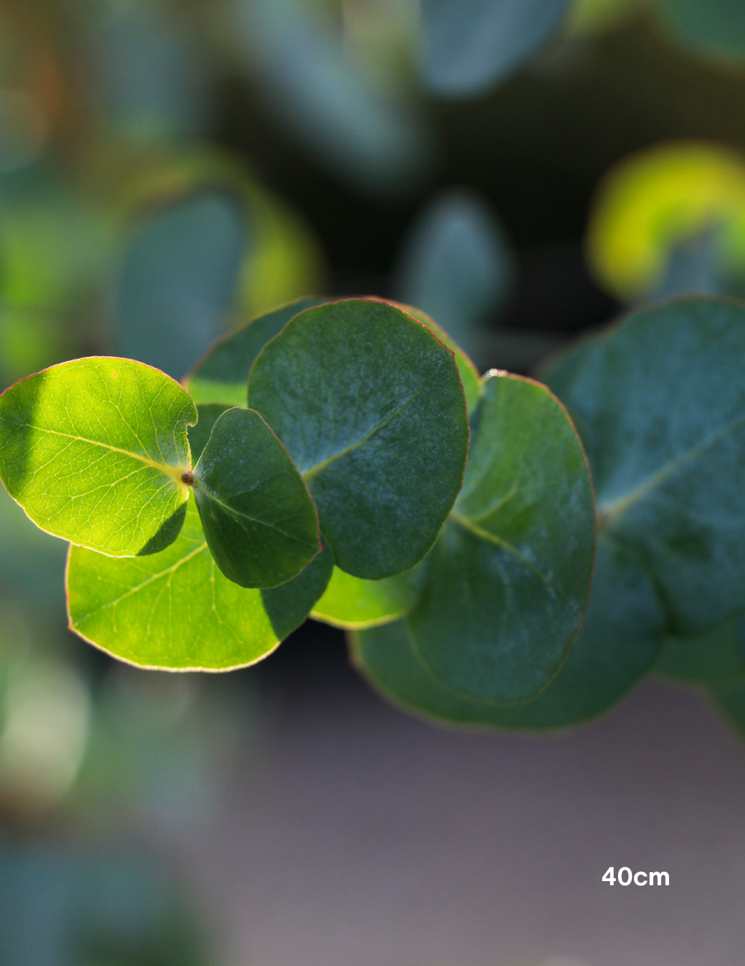 Eucalyptus cinerea – Silver Dollar Gum - Evergreen Trees Direct