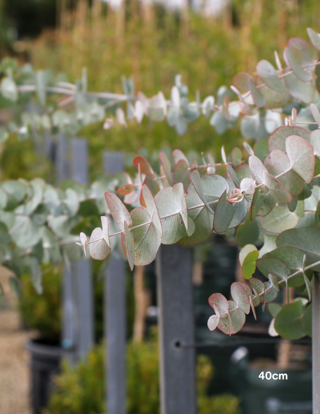 Eucalyptus cinerea – Silver Dollar Gum
