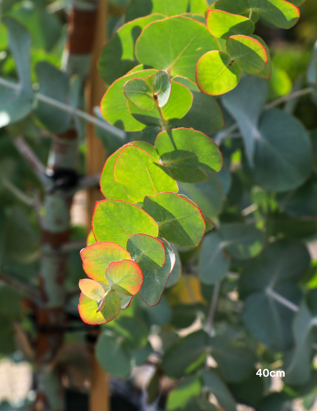 Eucalyptus cinerea – Silver Dollar Gum