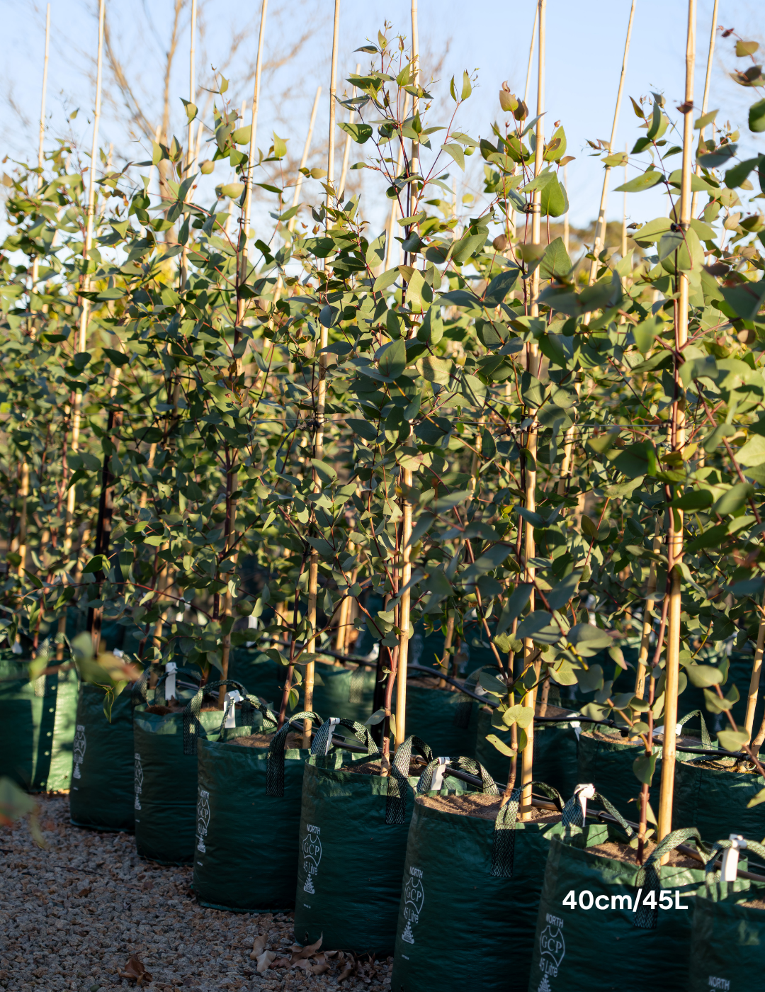 Eucalyptus leucoxylon subsp. connata - Yellow Gum - Evergreen Trees Direct