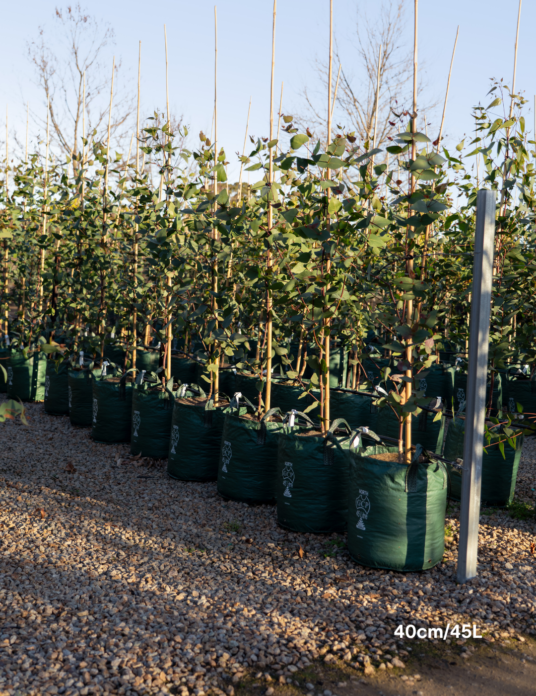 Eucalyptus leucoxylon subsp. connata - Yellow Gum - Evergreen Trees Direct