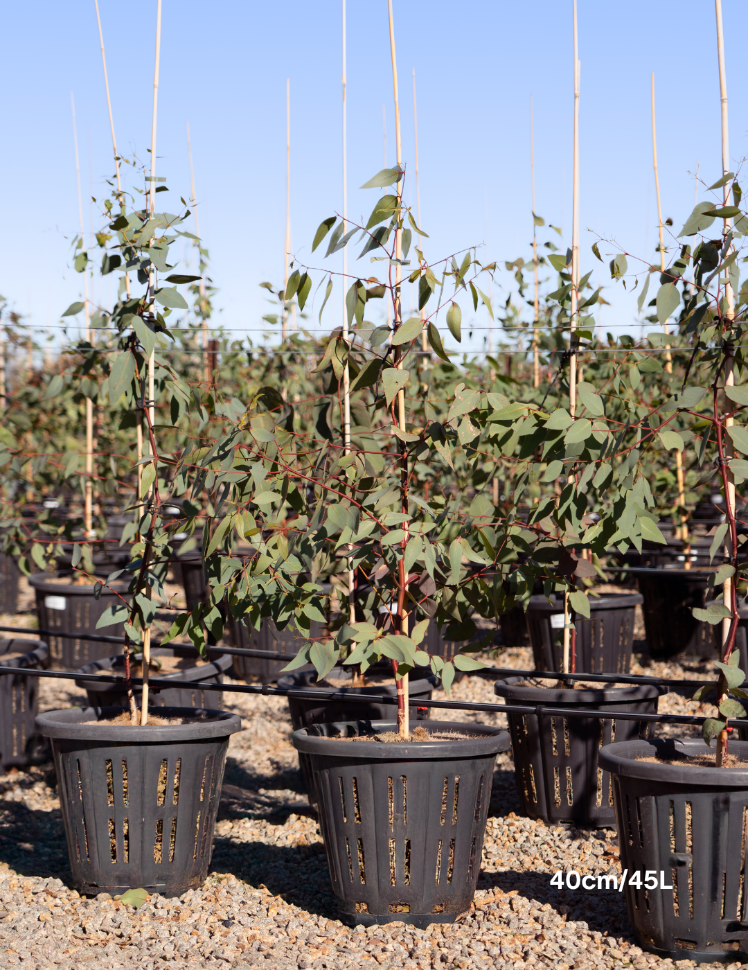Eucalyptus leucoxylon 'Euky Dwarf' - Evergreen Trees Direct