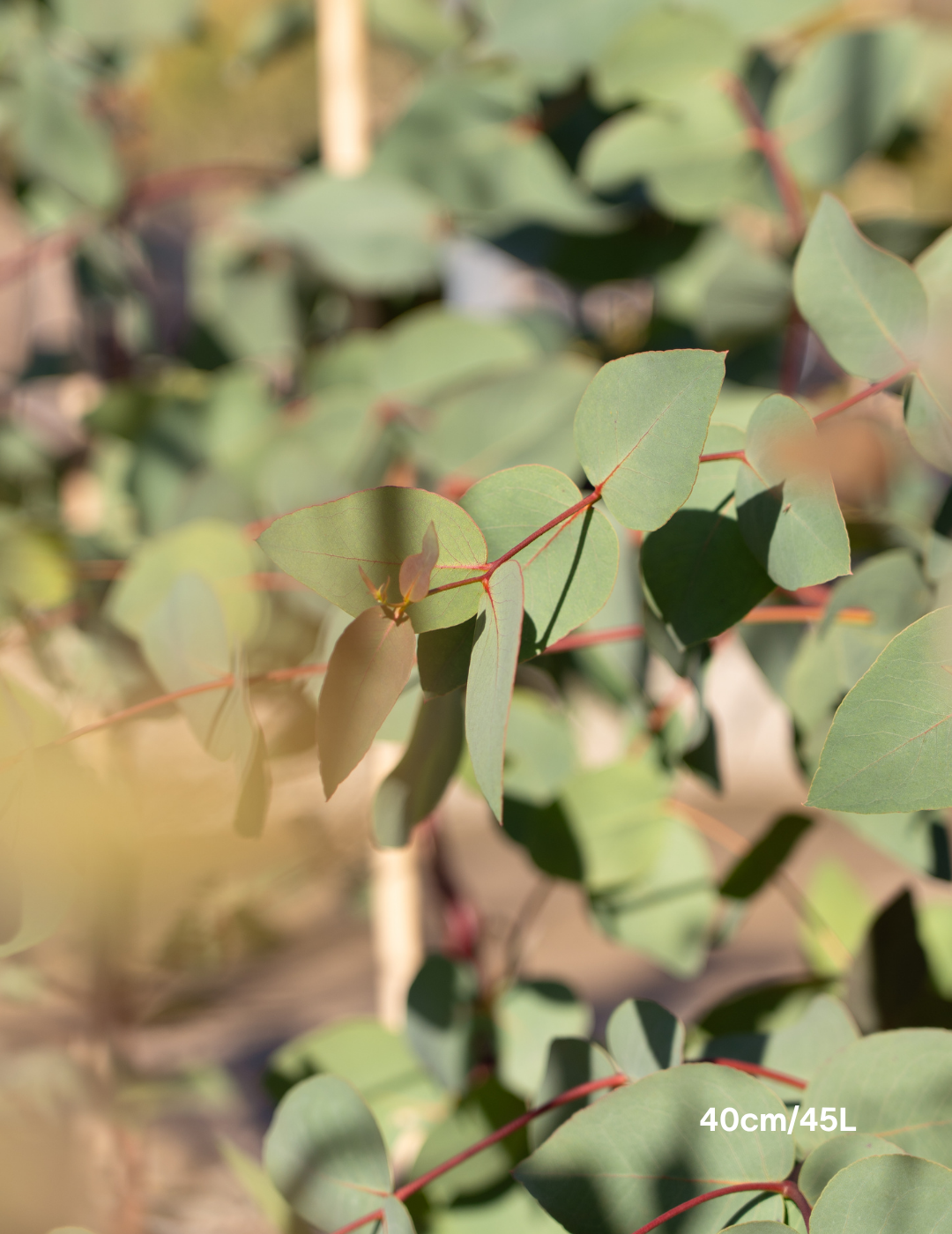 Eucalyptus leucoxylon 'Euky Dwarf' - Evergreen Trees Direct