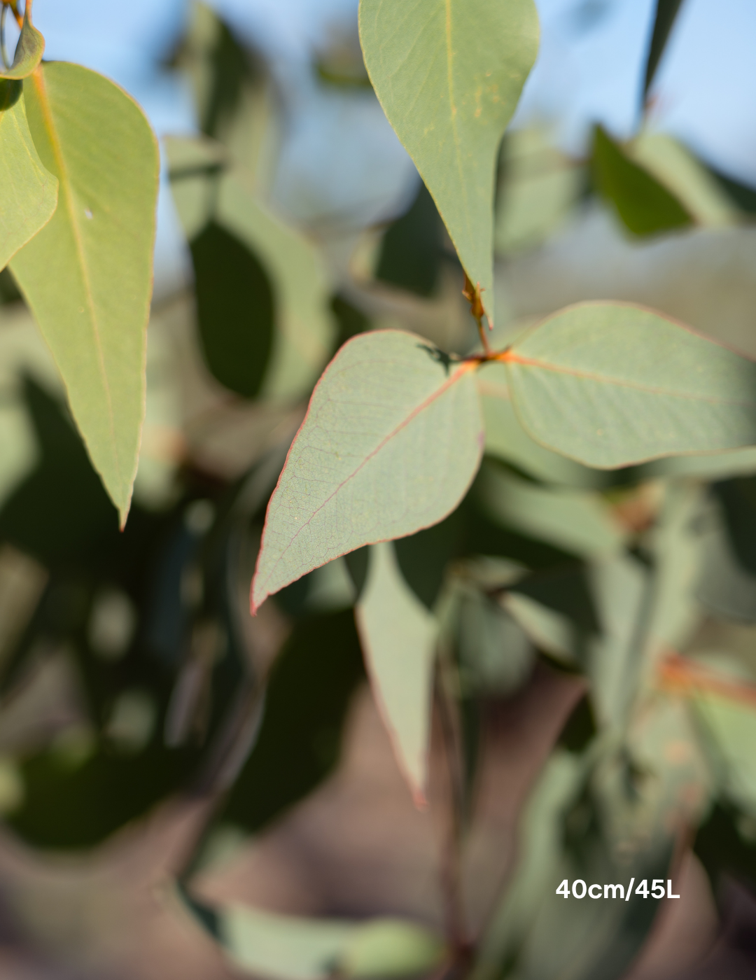 Eucalyptus leucoxylon 'Euky Dwarf' - Evergreen Trees Direct
