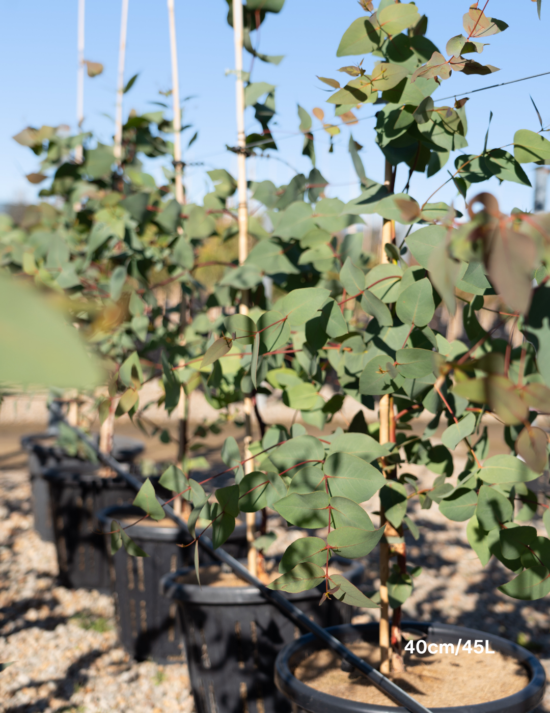 Eucalyptus leucoxylon 'Euky Dwarf' - Evergreen Trees Direct