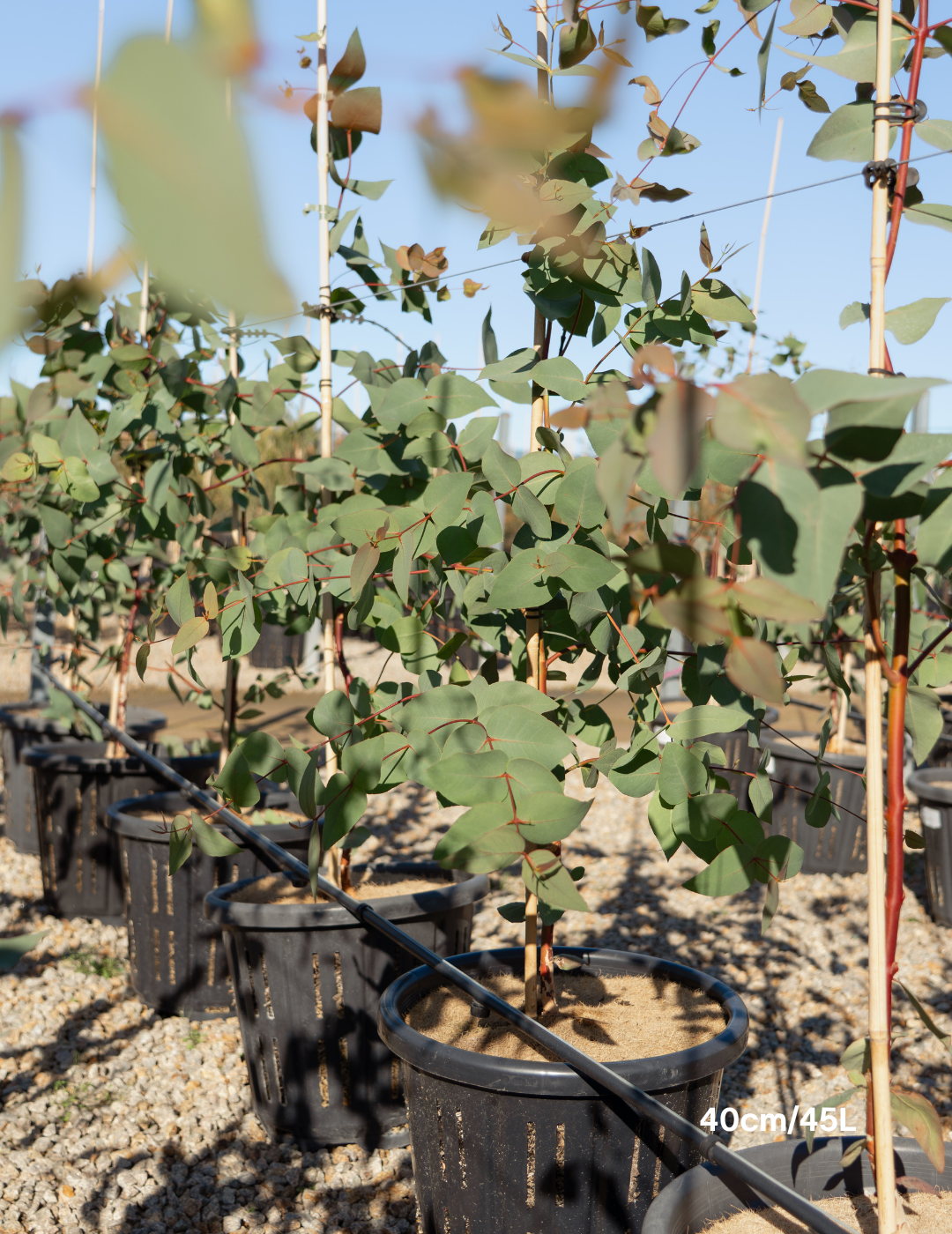 Eucalyptus leucoxylon 'Euky Dwarf' - Evergreen Trees Direct