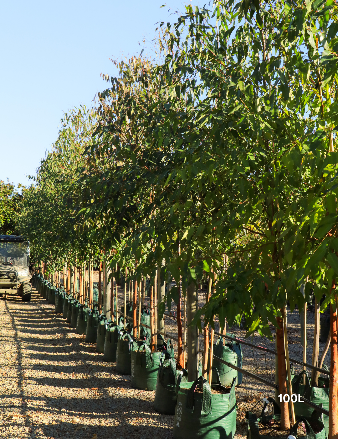 Eucalyptus Grandis - Flooded Gum - Evergreen Trees Direct
