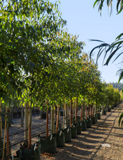 Eucalyptus Grandis - Flooded Gum - Evergreen Trees Direct
