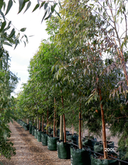 Eucalyptus Grandis - Evergreen Trees Direct