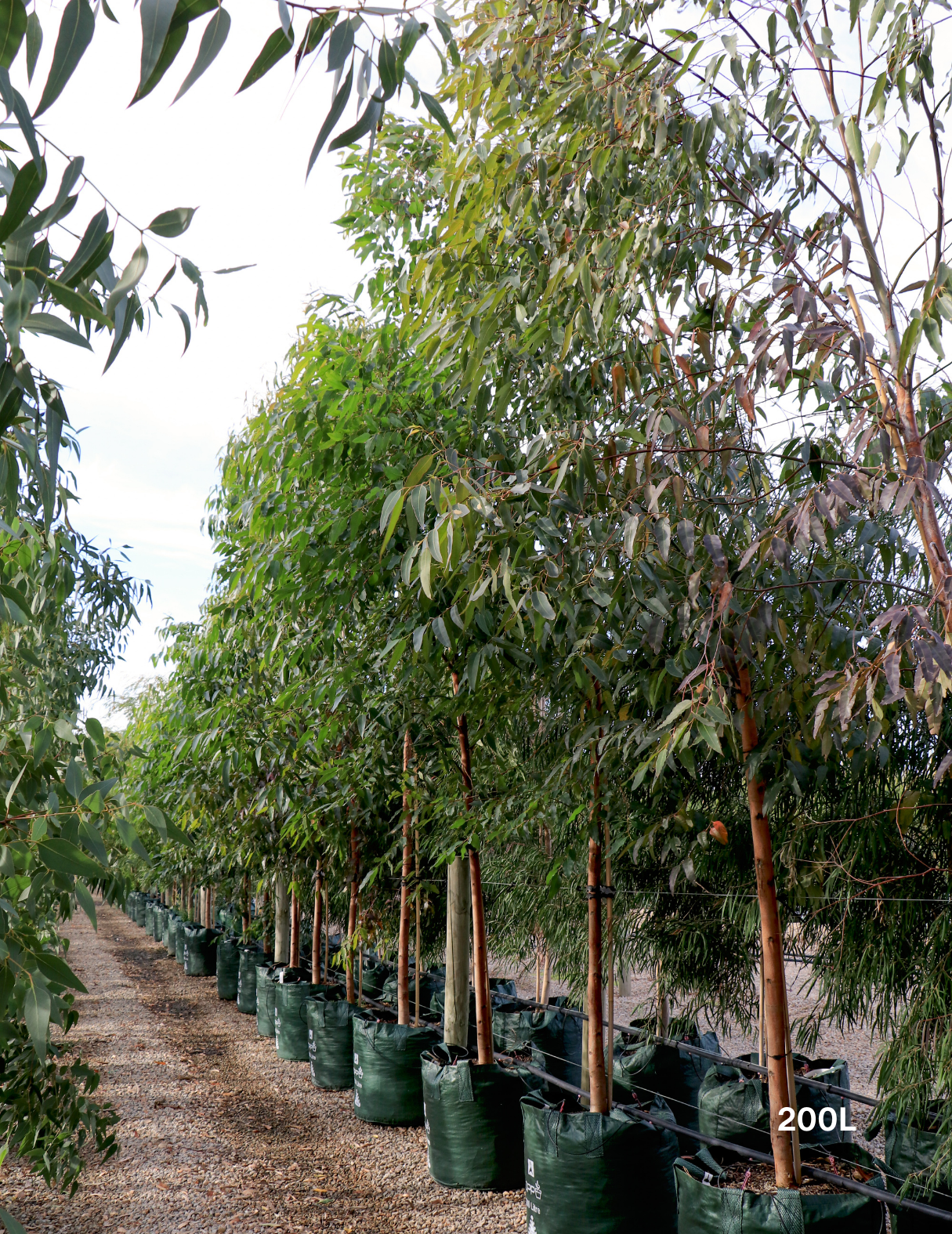 Eucalyptus Grandis - Evergreen Trees Direct