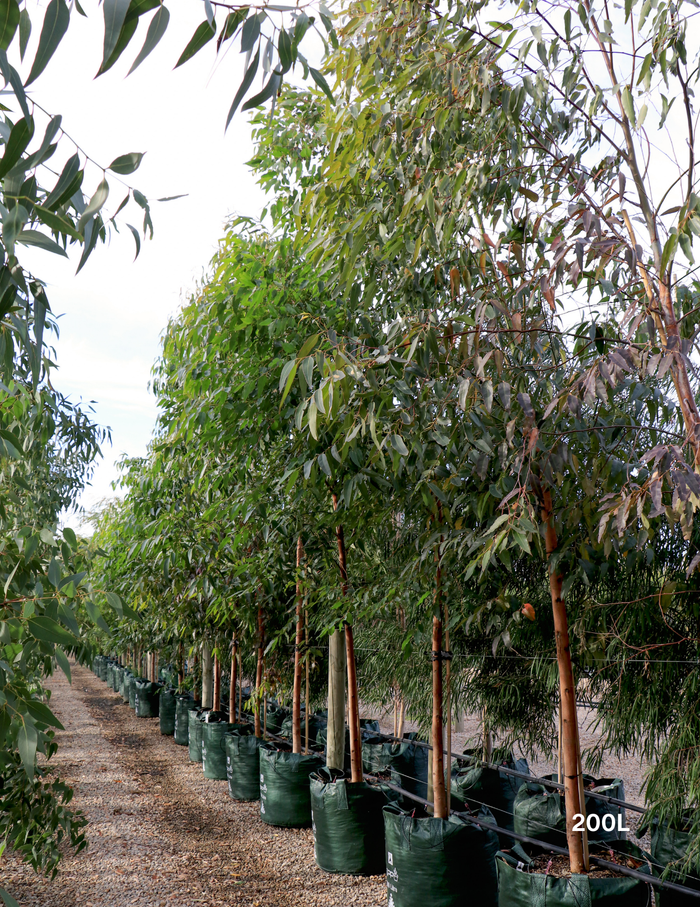 Eucalyptus Grandis - Evergreen Trees Direct