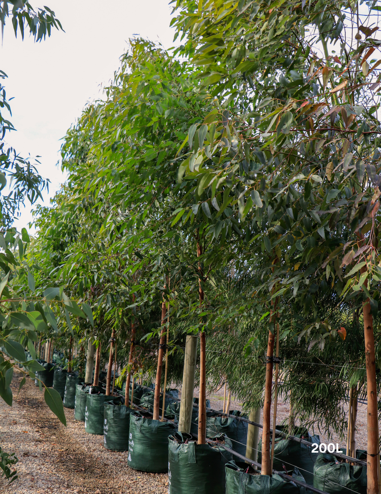 Eucalyptus Grandis - Evergreen Trees Direct