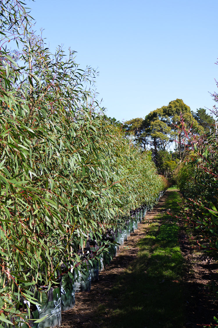 Eucalyptus gregsoniana