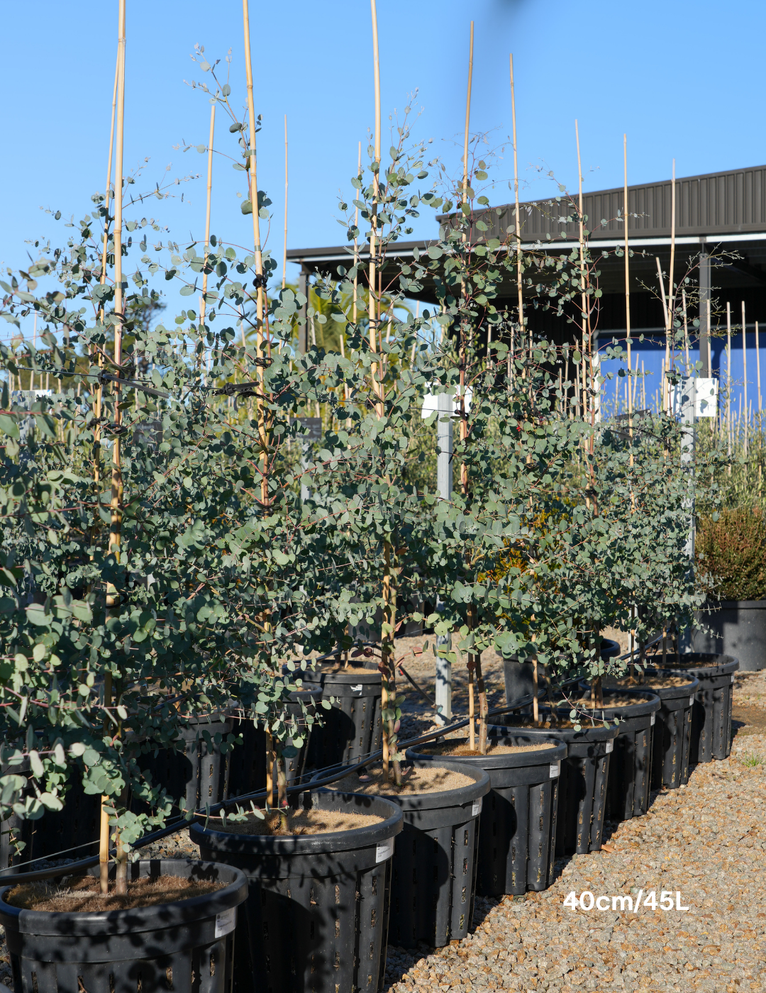 Eucalyptus gunnii - Evergreen Trees Direct