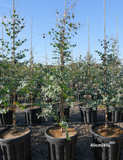 Eucalyptus gunnii - Evergreen Trees Direct
