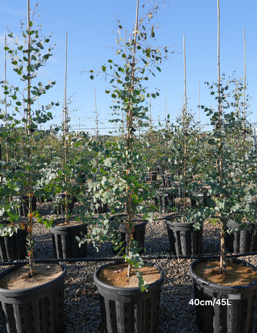 Eucalyptus gunnii - Evergreen Trees Direct