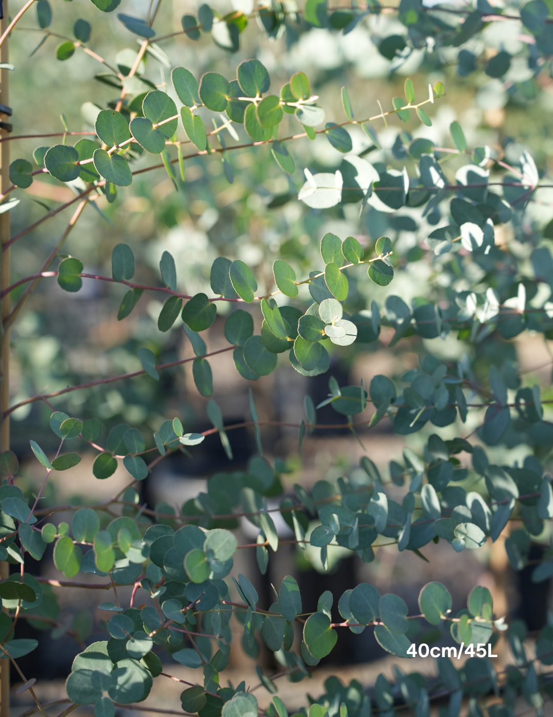 Eucalyptus gunnii - Evergreen Trees Direct