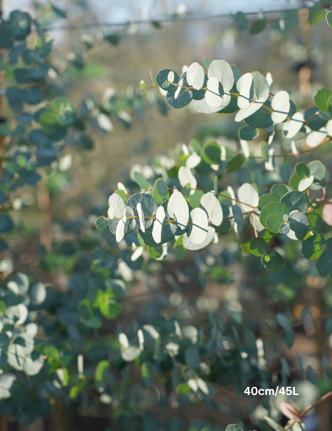 Eucalyptus gunnii - Evergreen Trees Direct