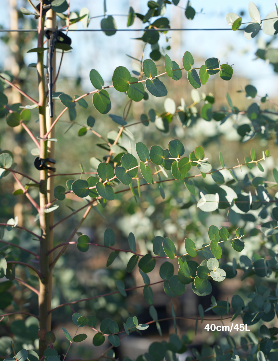 Eucalyptus gunnii - Evergreen Trees Direct