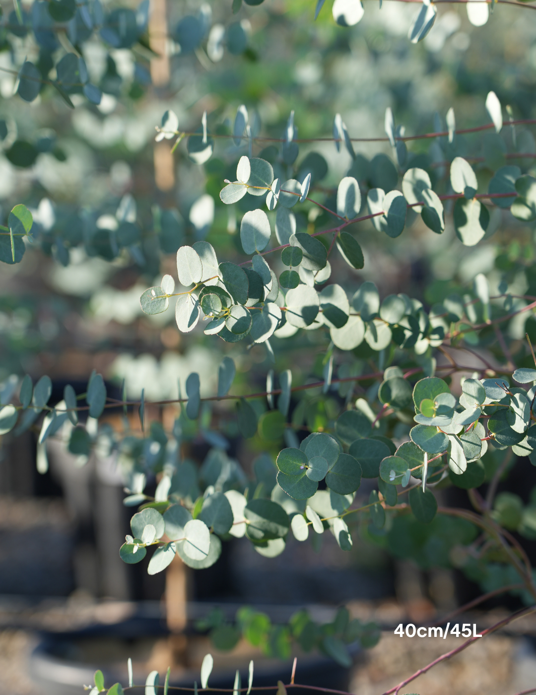 Eucalyptus gunnii - Evergreen Trees Direct