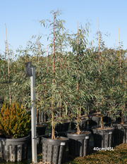 Eucalyptus Maniffera - Brittle Gum - Evergreen Trees Direct