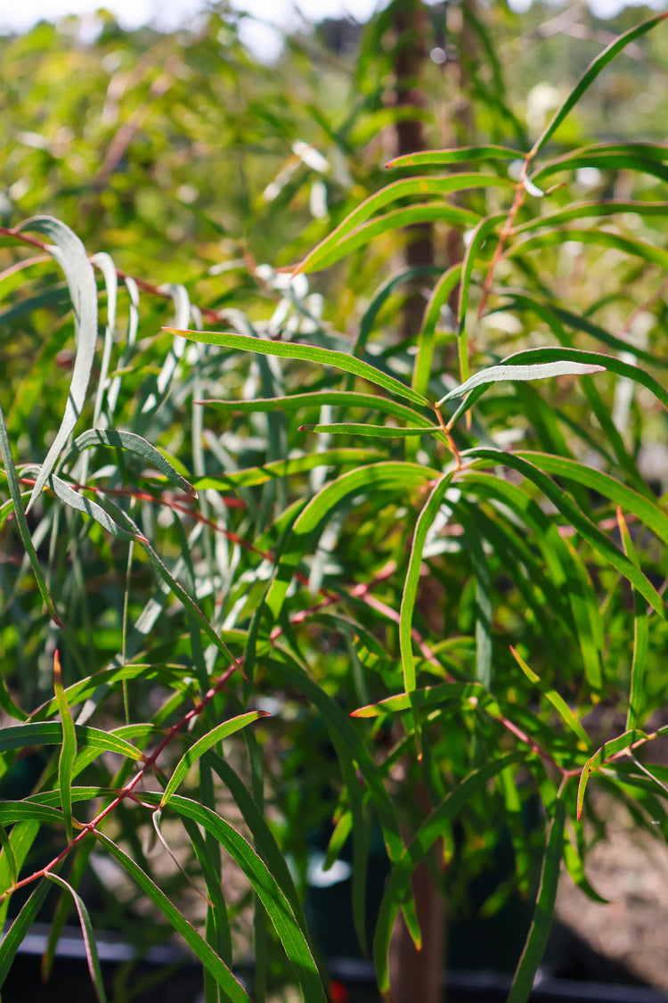 Eucalyptus mannifera