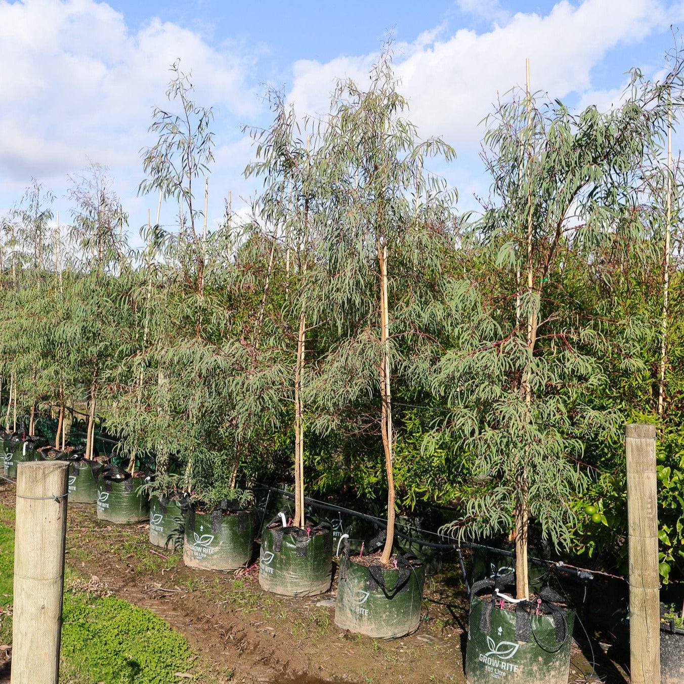 Feature Trees For Sale - Evergreen Trees Direct