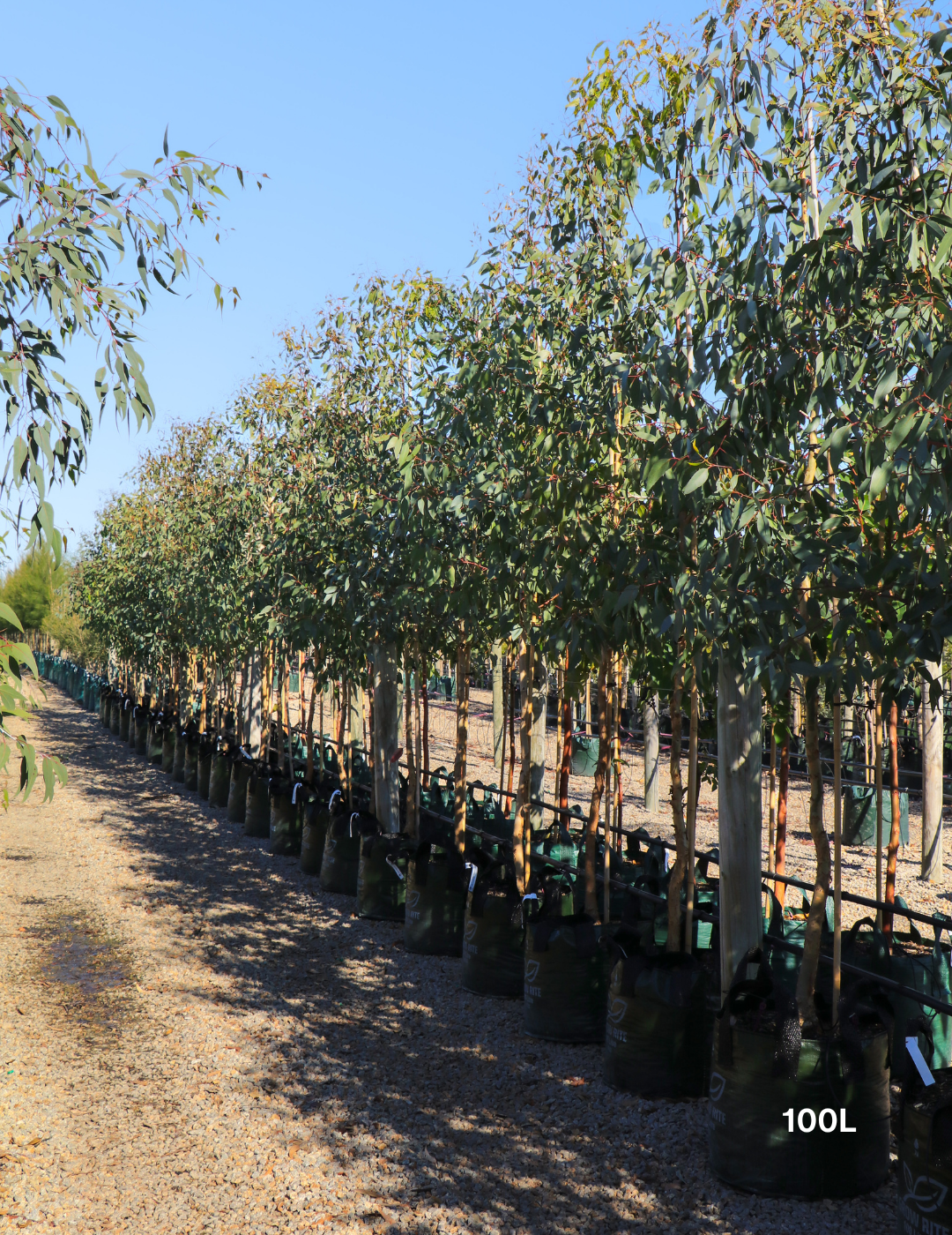 Eucalyptus Microcarpa - Grey Box - Evergreen Trees Direct