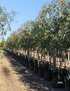 Eucalyptus microcarpa | Grey Box Native Tree