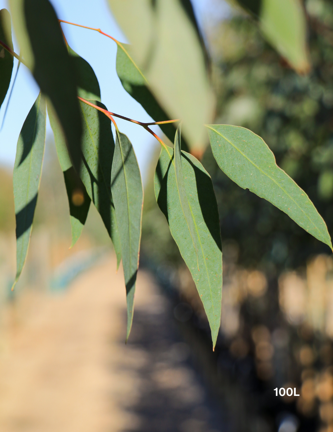 Eucalyptus Microcarpa - Grey Box - Evergreen Trees Direct