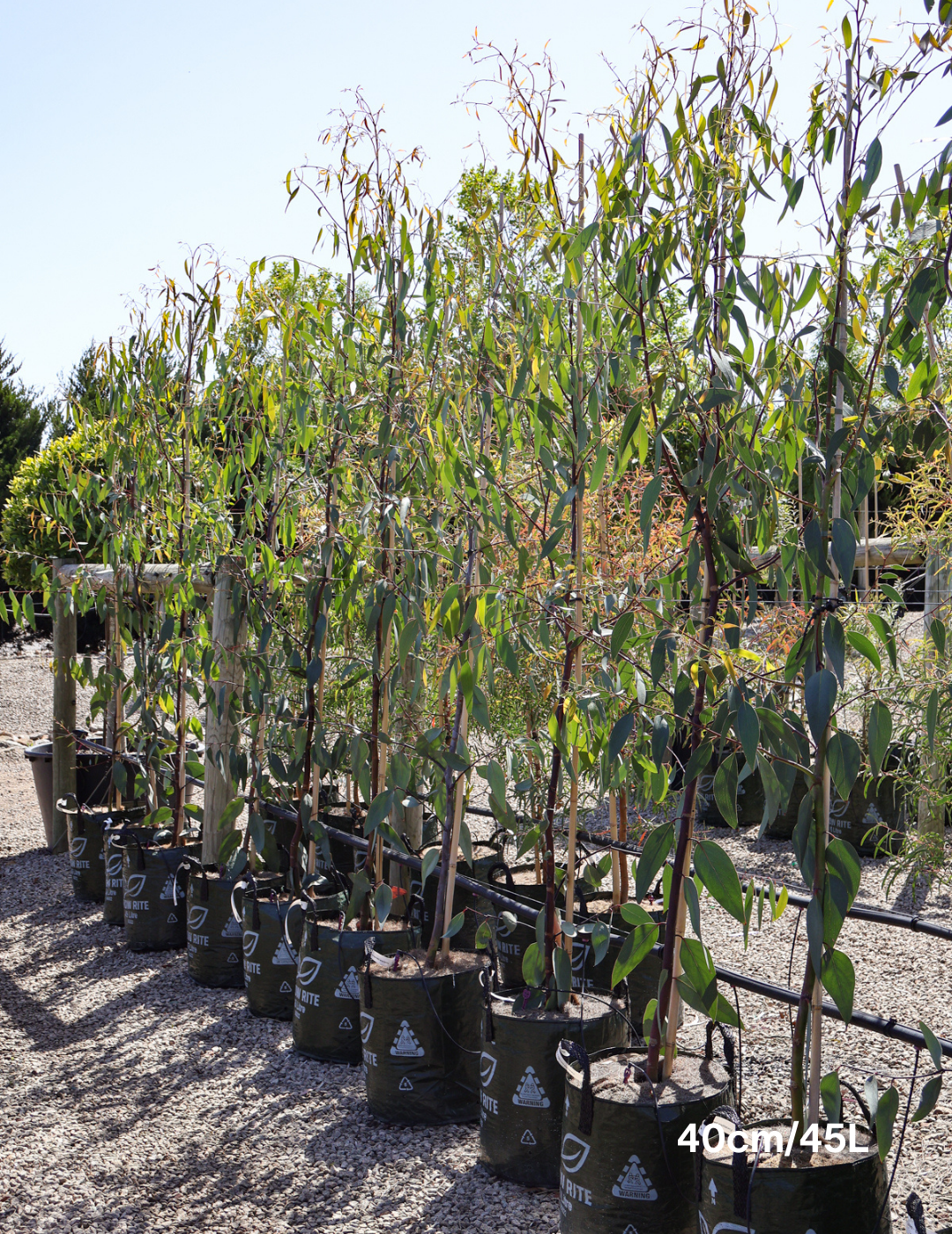 Eucalyptus Pauciflora - Evergreen Trees Direct