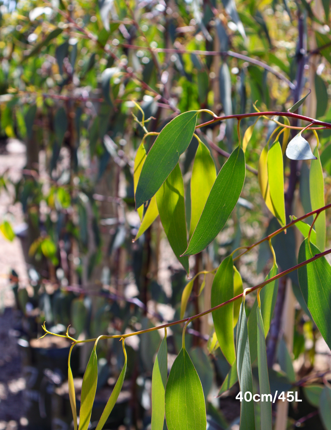 Eucalyptus Pauciflora - Evergreen Trees Direct