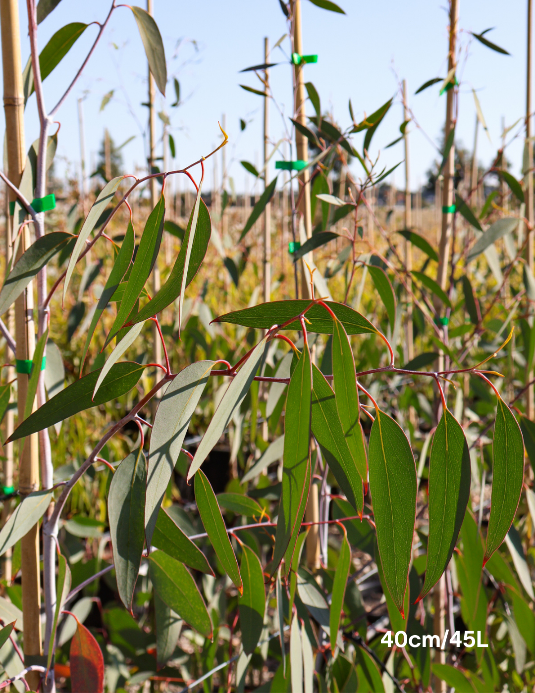 Eucalyptus Pauciflora - Evergreen Trees Direct