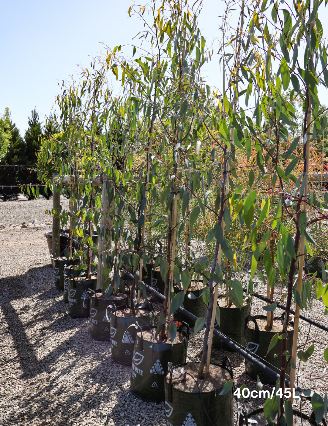 Eucalyptus Pauciflora - Evergreen Trees Direct