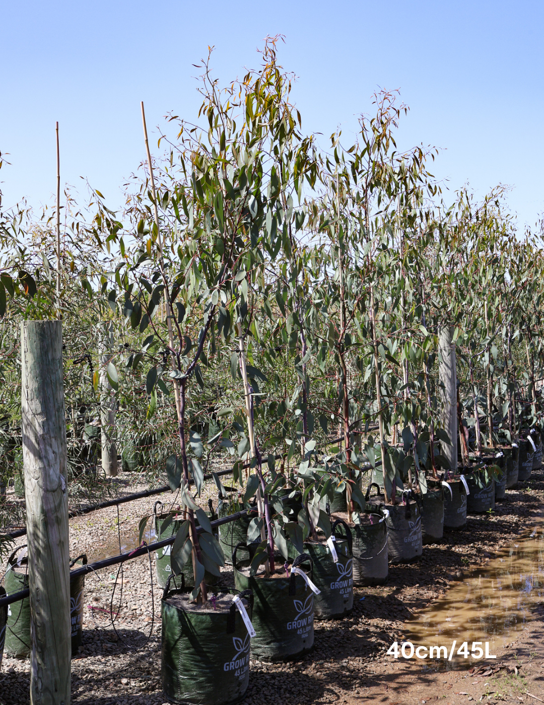 Eucalyptus Pauciflora - Evergreen Trees Direct