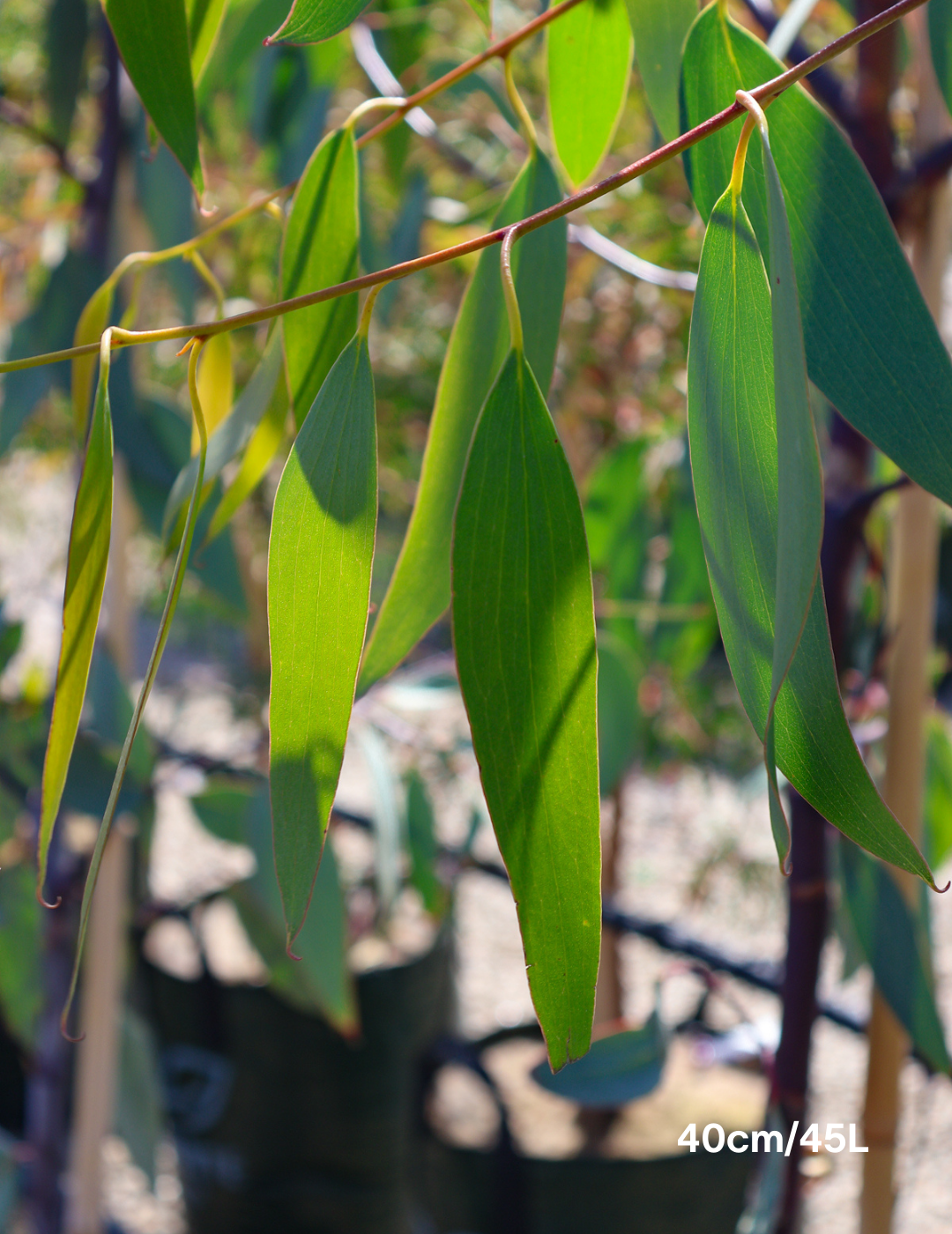 Eucalyptus Pauciflora - Evergreen Trees Direct
