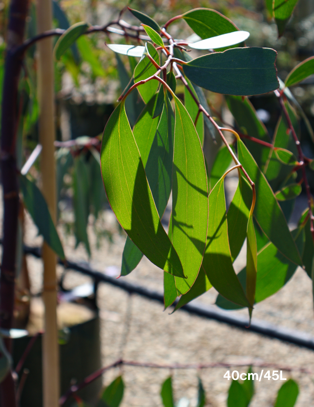 Eucalyptus Pauciflora - Evergreen Trees Direct
