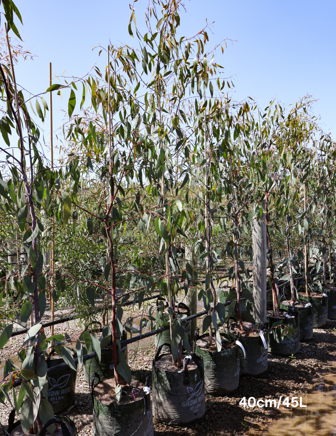 Eucalyptus Pauciflora - Evergreen Trees Direct