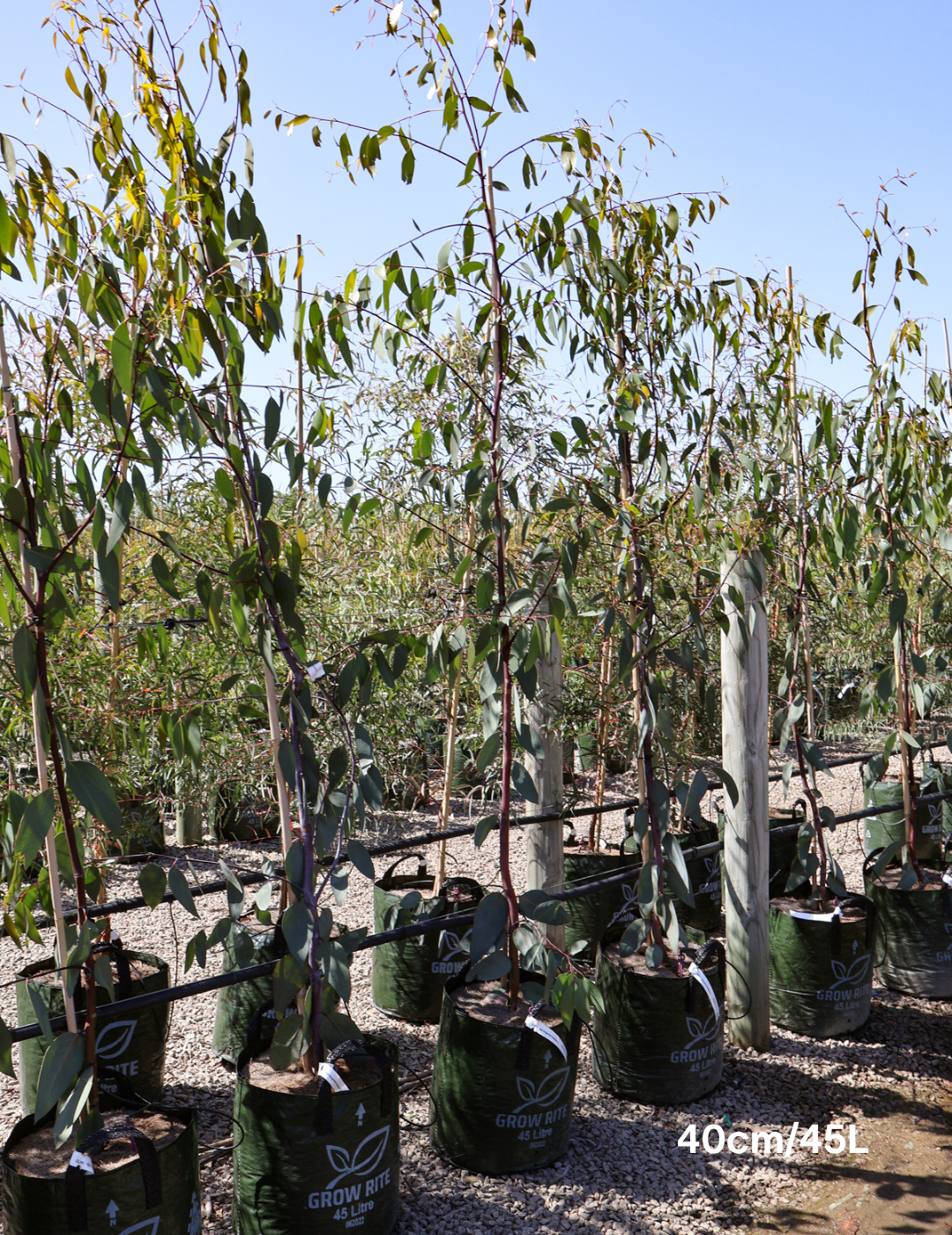 Eucalyptus Pauciflora - Evergreen Trees Direct