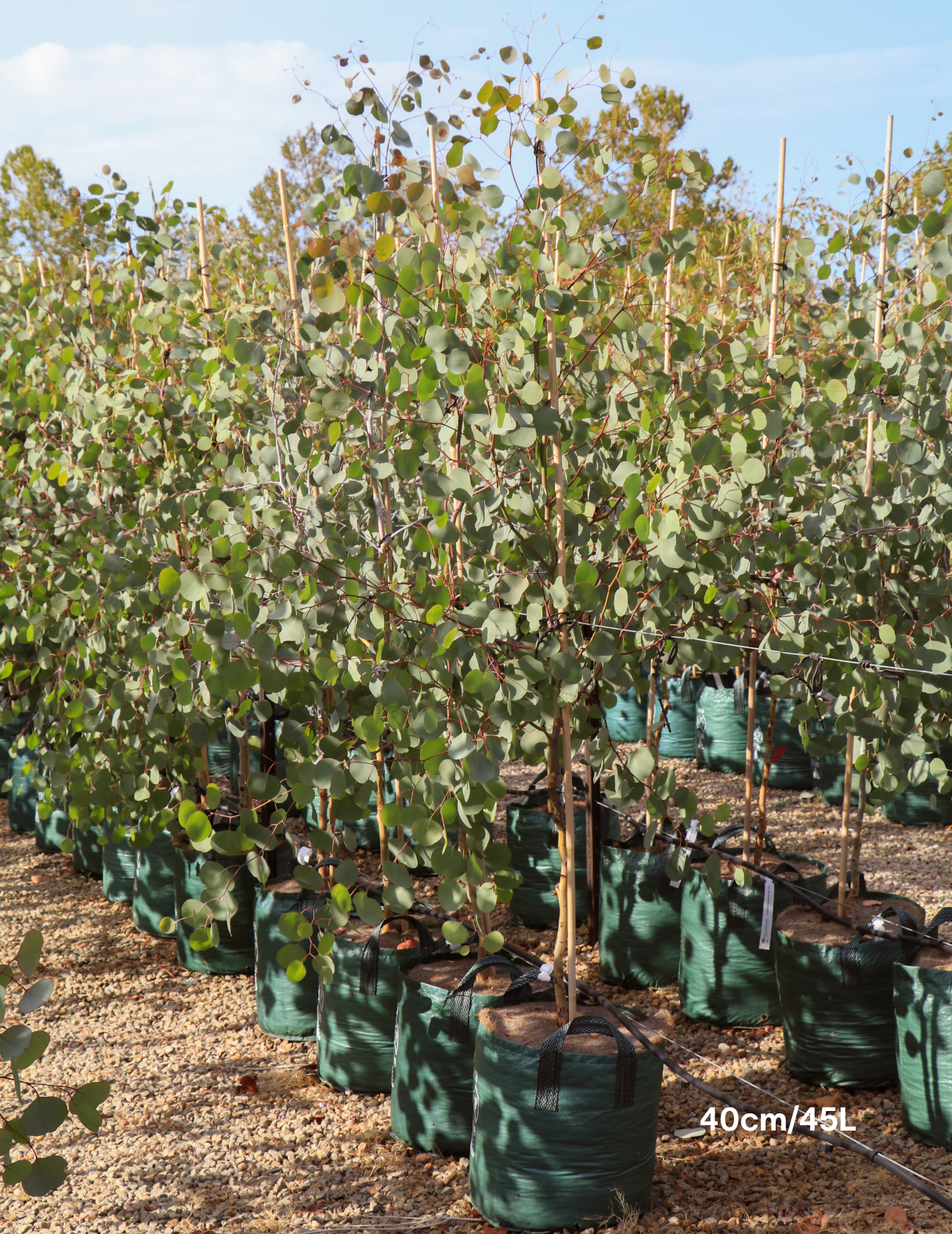 Eucalyptus polyanthemos - Evergreen Trees Direct