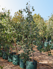 Eucalyptus polyanthemos Red Box