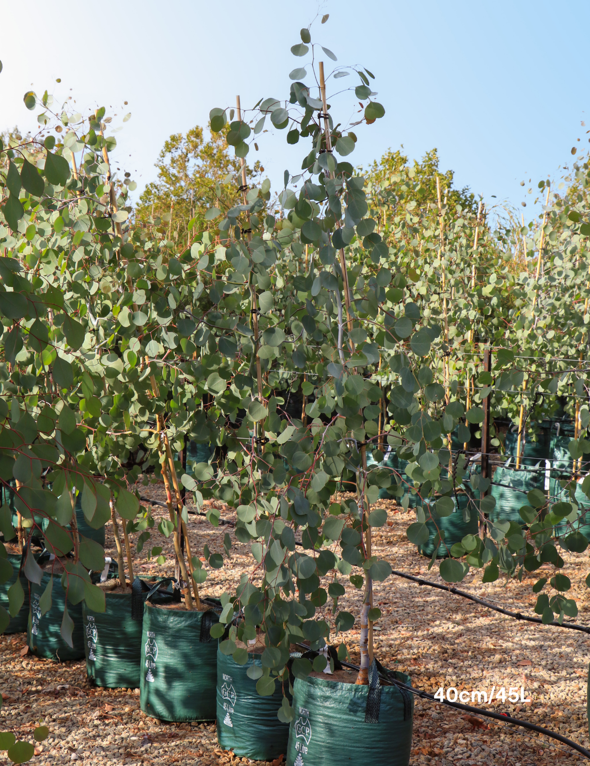Eucalyptus polyanthemos - Evergreen Trees Direct