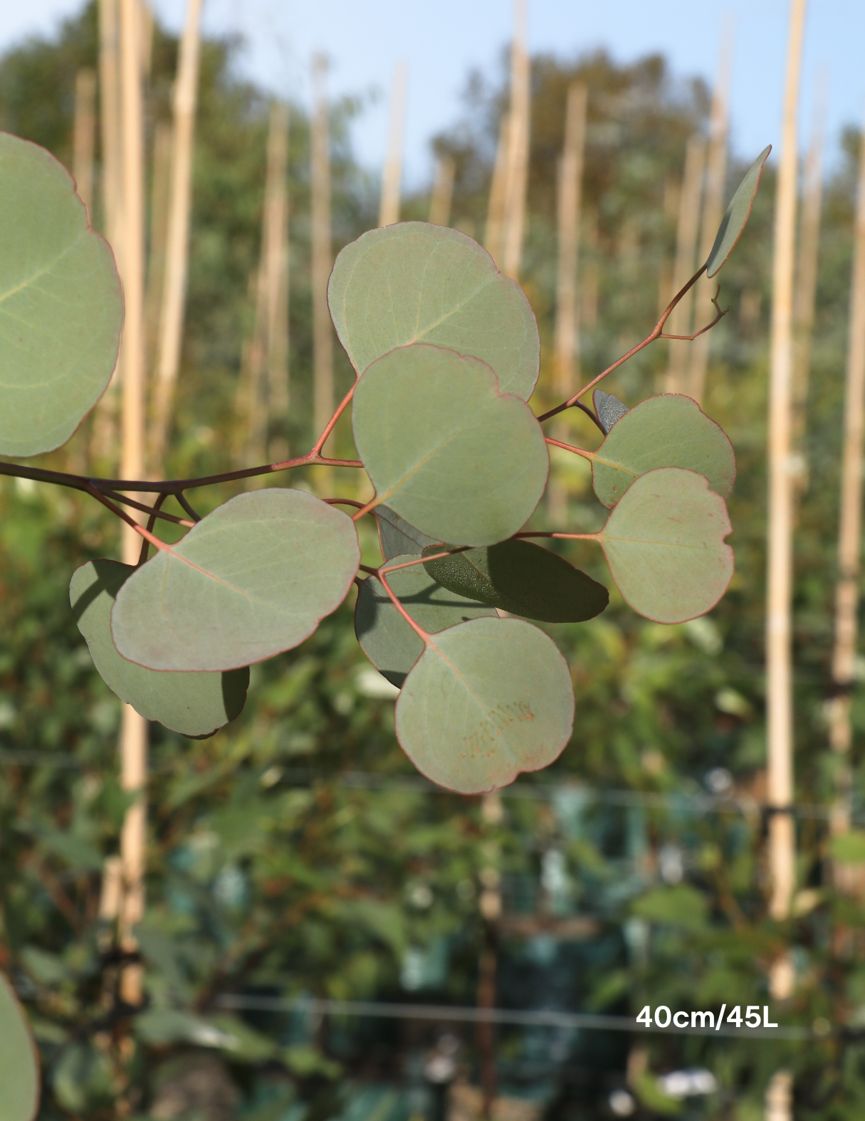 Eucalyptus polyanthemos - Evergreen Trees Direct